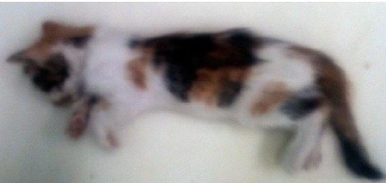 cas de chat mort de la rage en France en 2013