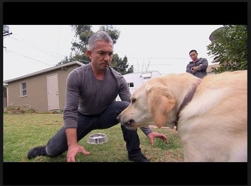 Cesar Millan cerne un chien près de sa gamelle
