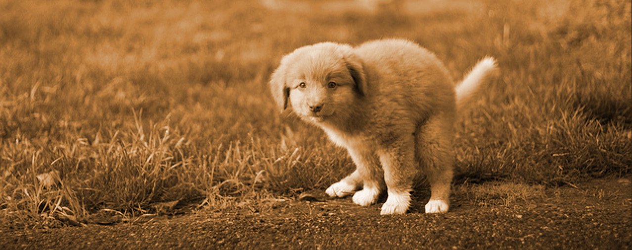 Aucun Chien Encrassant La Télévision En Circuit Fermé De Signe De Propriété  Privée En Fonction Photo stock - Image du race, jardins: 103633398